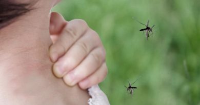 Los casos de dengue confirmados ascienden a 54.870, el mayor registro histórico Los casos de dengue confirmados ascienden a 54.870, el mayor registro histórico