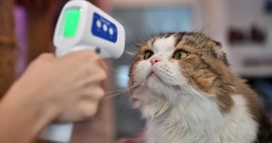 Otro gato se contagió de coronavirus y ya hay científicos que hablan de vacunar a las mascotas Otro gato se contagió de coronavirus y ya hay científicos que hablan de vacunar a las mascotas