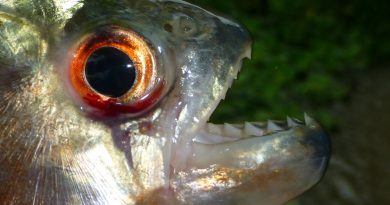 ¿Cómo estos peces del Amazonas sobreviven a las mordeduras de las pirañas? ¿Cómo estos peces del Amazonas sobreviven a las mordeduras de las pirañas?