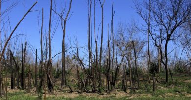 Alertan sobre la “pérdida de fertilidad” en suelos afectados por incendios en humedales. Alertan sobre la “pérdida de fertilidad” en suelos afectados por incendios en humedales.
