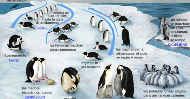El pingüino emperador se podrá adaptar al calentamiento global El pingüino emperador se podrá adaptar al calentamiento global